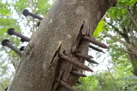 一两沉香百两金？云南发现高20余米沉香树，周围百余野生沉香种群图片