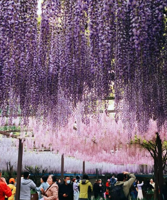 北京一处“最壮观”的紫藤花公园，犹如仙境一样美，震撼至极！