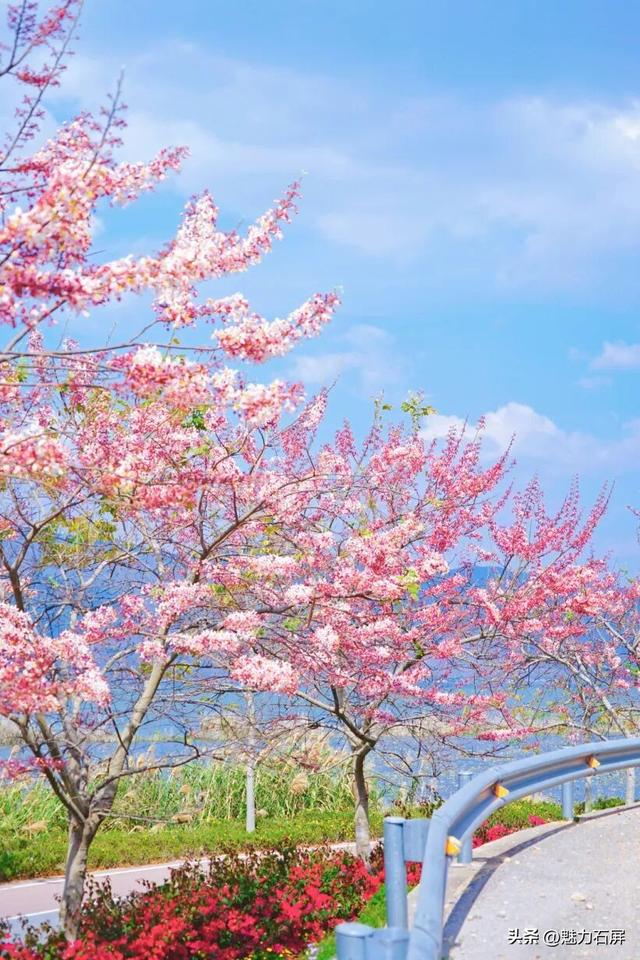 石屏异龙湖神黄豆花初开，盛花期将至→