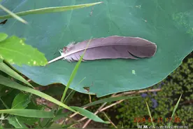 扑克娱乐——打够级图片