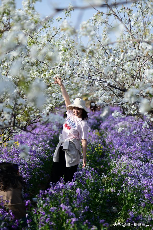 邢台信都：春日三色花海醉游人