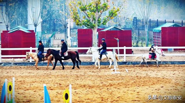 -10°C也拦不住！被窝里哪有马背上潇洒？小泰成功解锁泰安冬季最野玩法！