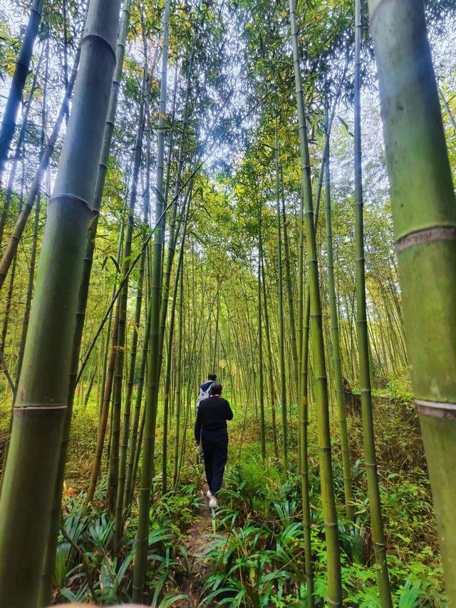 成都1h直达5000亩竹林，不费腿0门票，徒步挖笋玩水遛娃天花板！