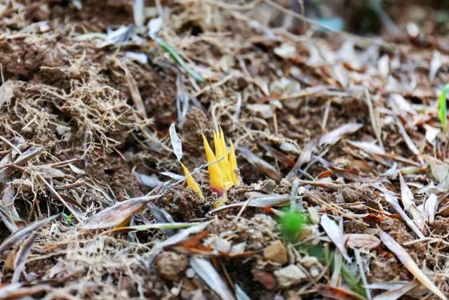 藏不住了！萧山的春天，美到犯规！