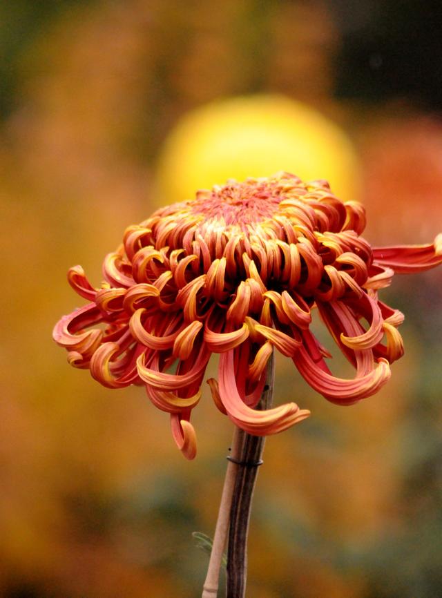 冬雨赏菊韵味浓