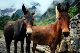 动物为什么会进行杂交？野生动物杂交的后代很惨，人类该阻止吗？图片