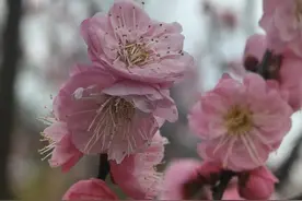 第一波梅花渐次开放！光谷人的限定浪漫上线图片