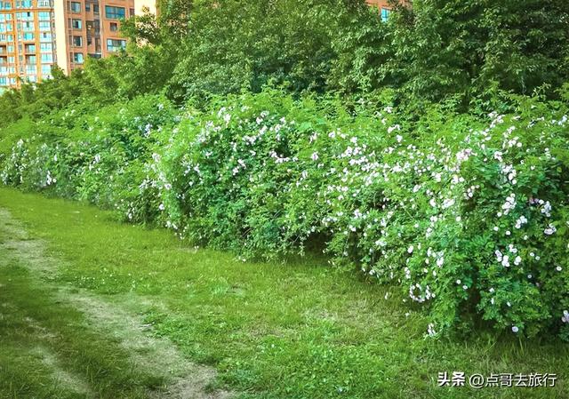 成都蔷薇花开爆了，免费才是最美，花墙瀑布很惊艳，太适合拍照！