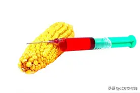 东单1331玉米种，已经是转基因啦！而且被“转基因两次”图片