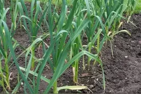 大蒜年后这样管理，才能苔粗、蒜头大图片