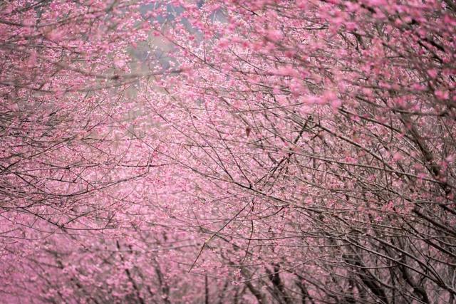 门票不限量免费送！明月山花海原居2月1日开园，解锁樱花美景+免票攻略+玩法指南！