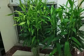 富贵竹暗藏“3个机关”，打开后爆根猛长，叶子油亮赛翡翠！图片