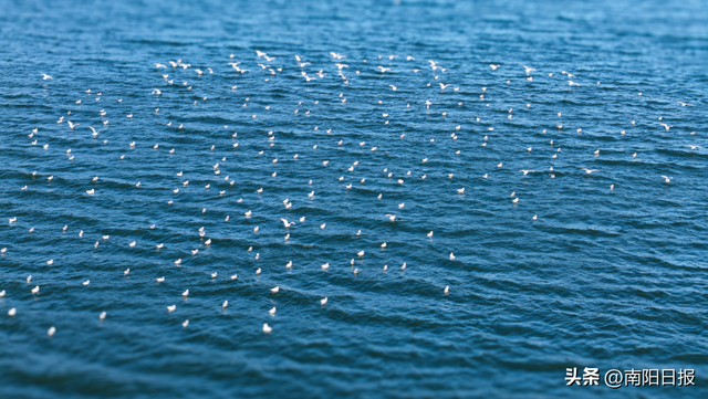 “鸥”耶！现在可以来丹江大观苑看海鸥咯~