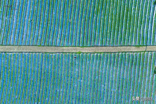 探访隐藏在勐赫小镇深处的雪茄园,体验独特的云南风味