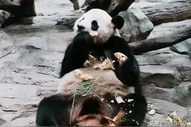 广州长隆野生动物世界，亲子游玩保姆级攻略，避坑指南图片