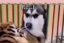 哈士奇把老虎认错成金毛暴打！自古评论区出人才，脸都给我笑抽了图片