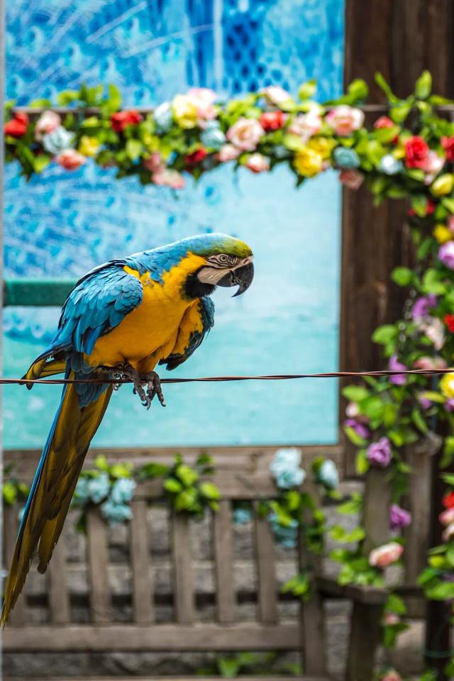 《疯狂动物城》苏州分“城”来啦！