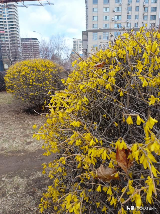 春雨润新园，繁花赴春约 ，在繁花满枝的春日里，遇见最好的自己