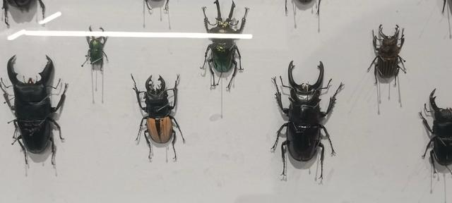 西安长安云昆虫展你来了吗
