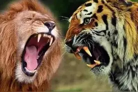 印度狮虎共存的奇幻国度，卡齐兰加的孟加拉虎和吉尔森林的亚洲狮图片