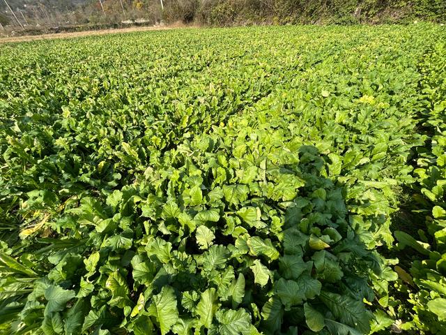 寻味武汉：一站式发掘黄陂宝藏风物，糯米灌肥肠、麦酱与脉地湾