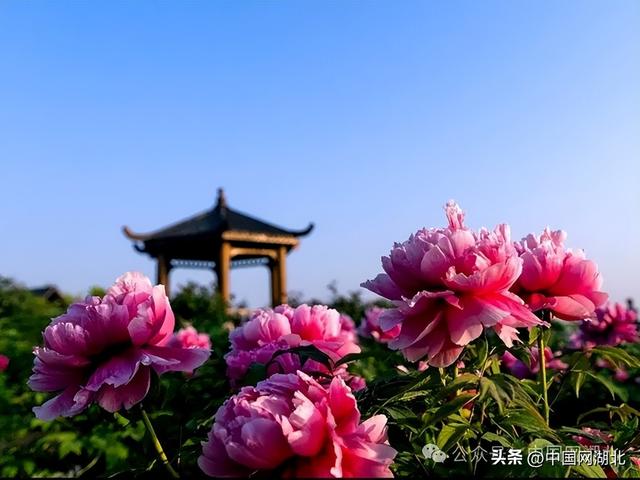 花漾湖北・清明百景图｜湖北随县：神农谷里牡丹开，十里香风入梦来