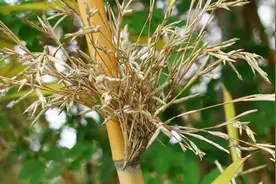 “竹子开花，马上搬家”！古人恐惧的竹子开花，到底意味着什么？图片