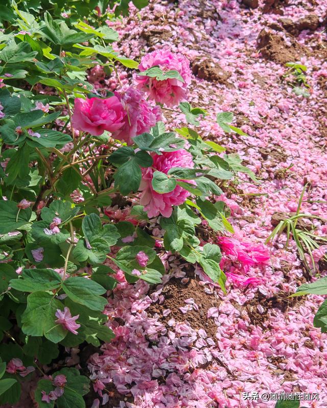 身为洛阳人，年年去牡丹园看花