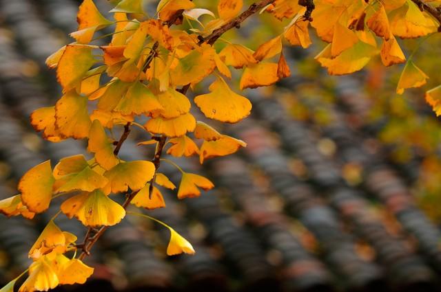 孝感的秋天很短，但这些美好很长｜秋日治愈这6个理由让我去了3次