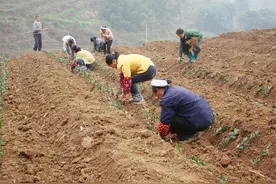 农村土地如果8万元一亩售卖，一次性买断，你会卖吗？图片