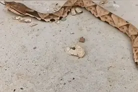 毛骨悚然！安徽滁州，有村民在家里院子，发现条黄色三角斑大头蛇图片