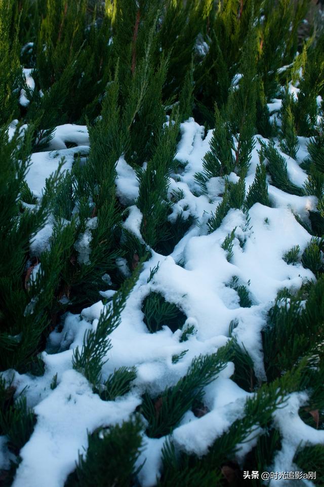 冬日的松柏丛，被雪裹成了一幅素净的画！
