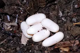 眼镜蛇有多毒？雌蛇怀孕后雄蛇直接将其吞下，吃掉同类如吃辣条？图片