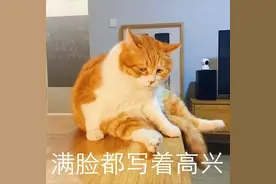 田园猫为什么离家出走？最后一个原因让人心疼！图片