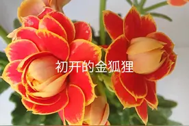 我的长寿花品种大全与介绍（一）图片