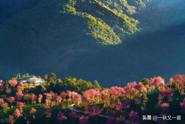 错爱一生（十）