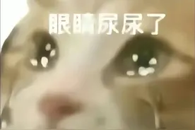 小猫眼睛流泪表情包图片
