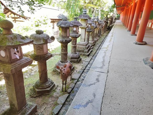因为鹿，我爱上了奈良