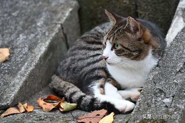 Z卡口神级镜头！尼康“NIKKOR Z 24-120mm f/4 S”的高人气原因
