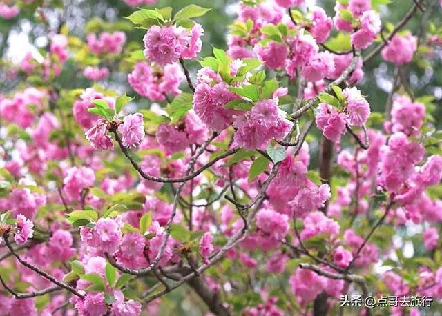 成都真大气，最美的樱花都免费，8000米樱花大道更是繁花似锦！