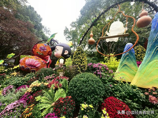 杭州植物园的菊花展——一场关于菊花的饕餮盛宴（二）