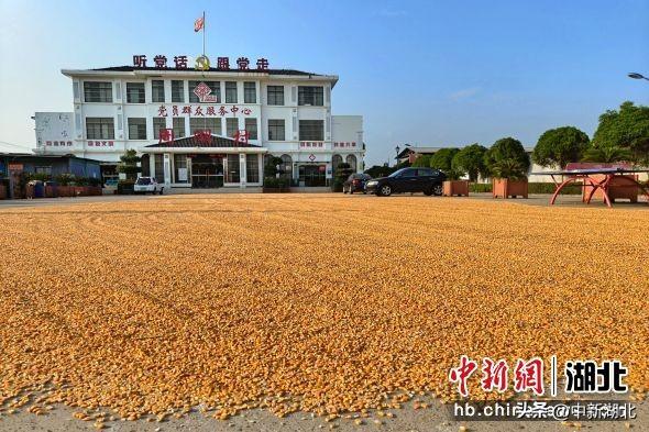 枝江市董市镇：“粮”辰美景入画来