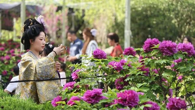 护航牡丹文化节丨黑的白的红的黄的紫的绿的蓝的