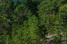 在惨绝人寰的渣滓洞大屠杀中，十几位志士是如何脱险的（下篇）图片