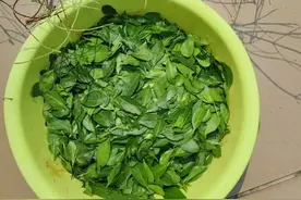 新鲜的散沫花叶加黑咖啡和桑葚干染白发，染色效果好图片