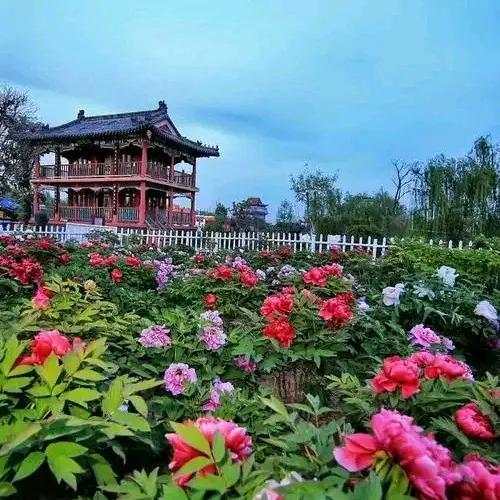 山东荷泽旅游攻略