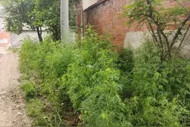 草甘膦VS草铵膦：除草效果差异巨大，别再用错药图片