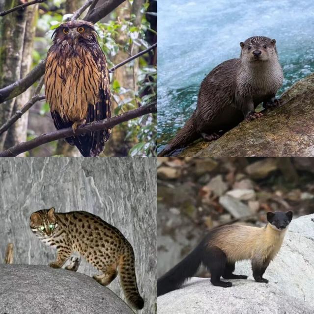 当唐家河“搬”进南京城：一场跨越千里的自然邂逅