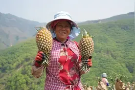 红河州这些水果，熟了！图片
