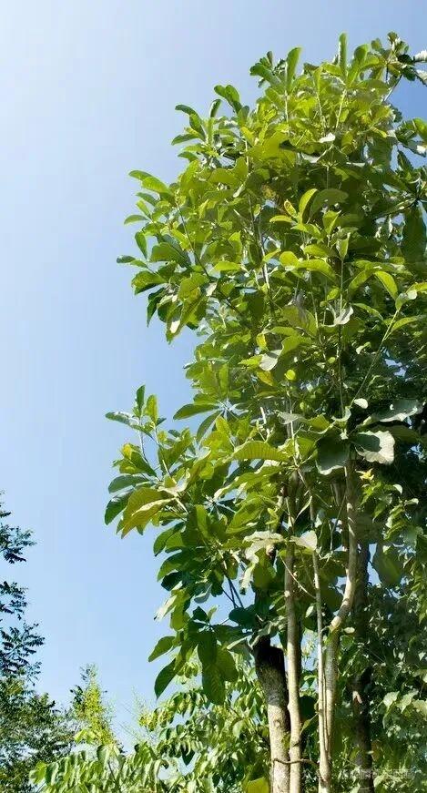 林芝•墨脱，风景如画的金珠藏布